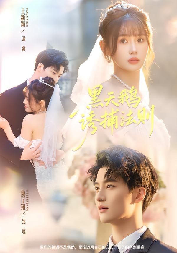 黑天鹅诱捕法册 全集完结(大结局)